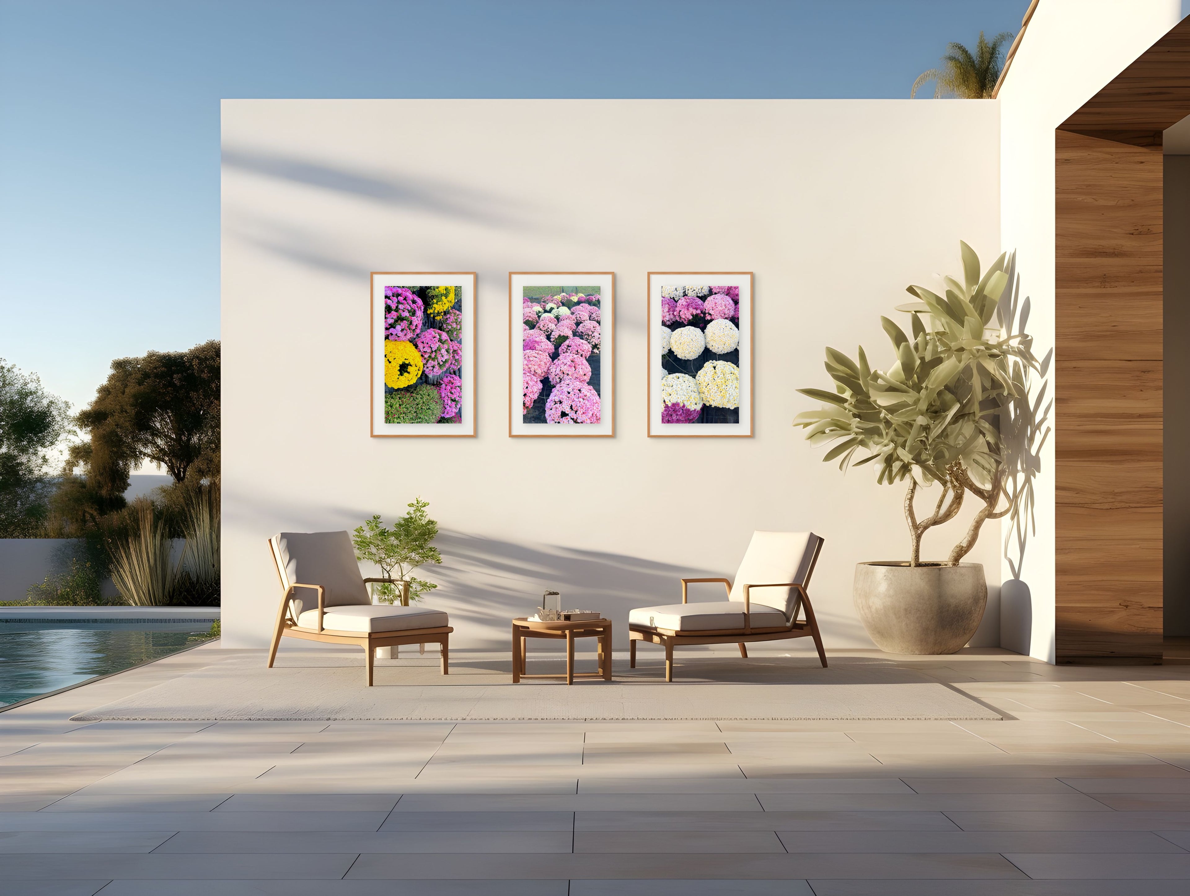 Chrysanthemum Triptych